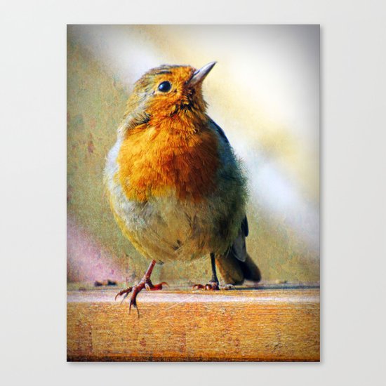 Robin Red Breast Canvas Print