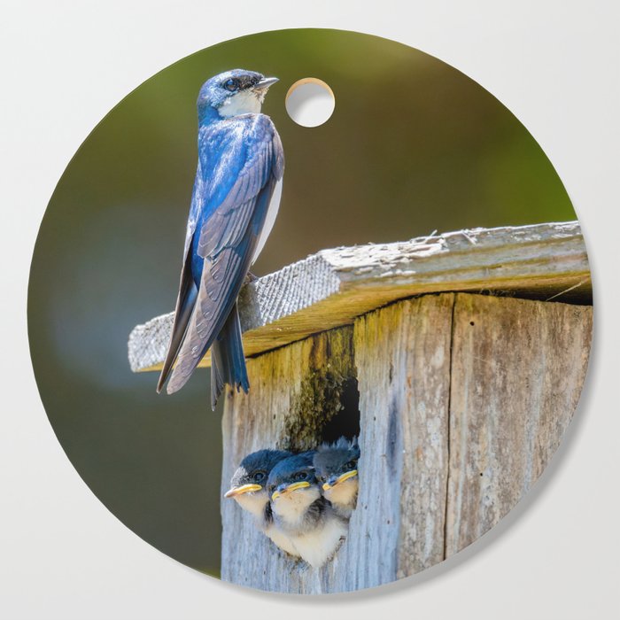 Swallow Family on a Box Nest - square image Cutting Board