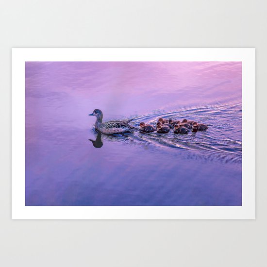Ducklings floating at sunset Art Print