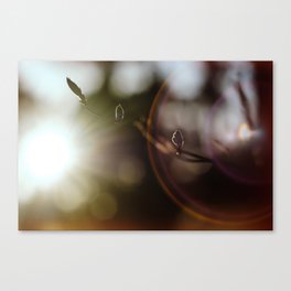 Sunrise in the forest | nature and macro photography | Willow with sun flare Canvas Print