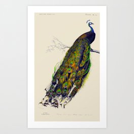 Vintage Peacock Art Print