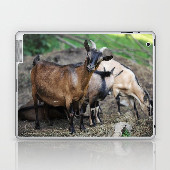 Curious Goat Facing Camera  Laptop & iPad Skin