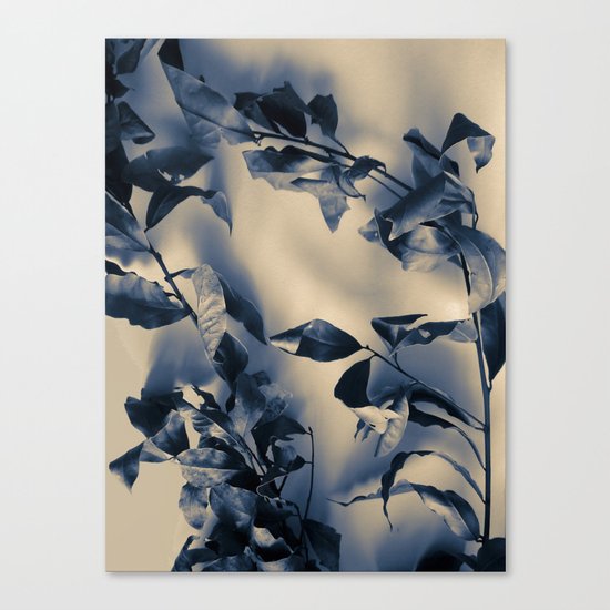 Bay leaves Canvas Print