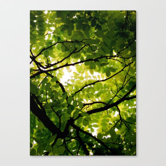 Robinia Canvas Print