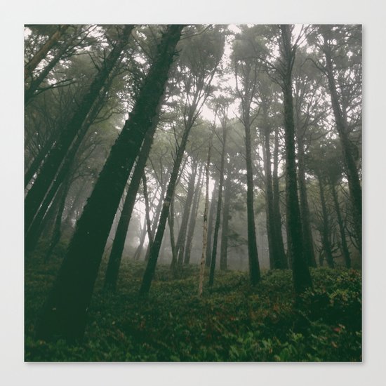 Looking Up Into The Fog Canvas Print