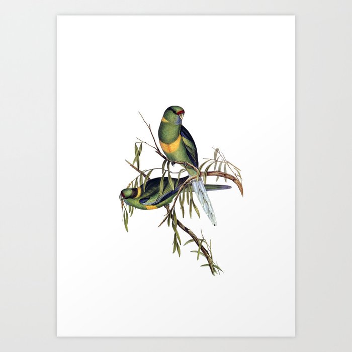 Vintage Black Tailed Parakeet Bird Illustration Art Print