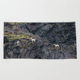 Young Mountain Sheep Walking the Cliffs Beach Towel
