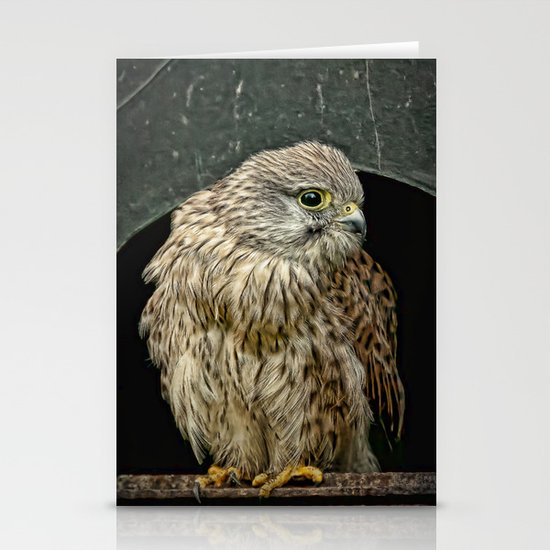 Young Kestrel in a broken window Stationery Cards