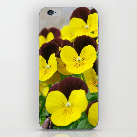 Pansy iPhone & iPod Skin