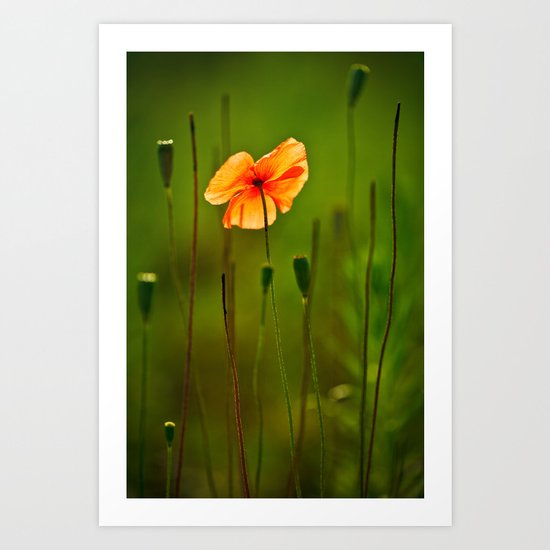 poppy Art Print