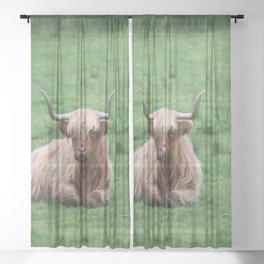Scottish Highland Cow | Scottish Cattle | Cute Cow | Scottish Cow | Cute Cattle 08 Sheer Curtain