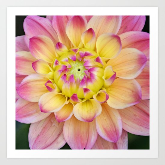 Pink Yellow Dahlia Close up Art Print