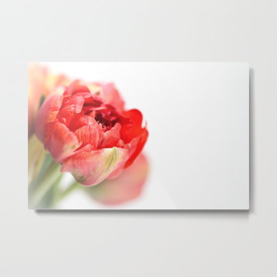 Peony Tulip... Metal Print