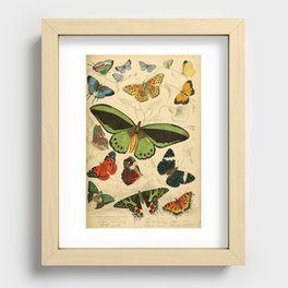 butterfly  Recessed Framed Print