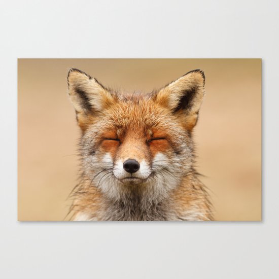 Zen Fox (Red Fox smiling) Canvas Print