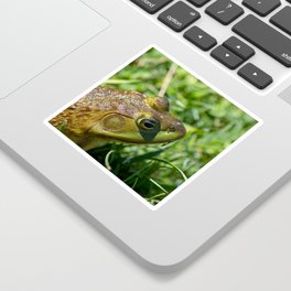 Green Frog closeup Sticker