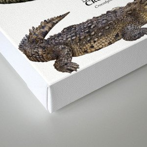 Alligators and Crocodiles of the World