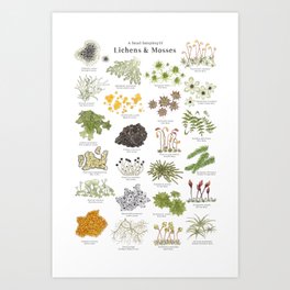 Lichens & Mosses Art Print