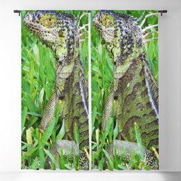 Iguana Blackout Curtains Society6