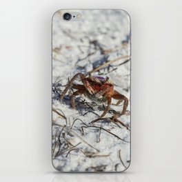 Crawling Along the Sand iPhone Skin
