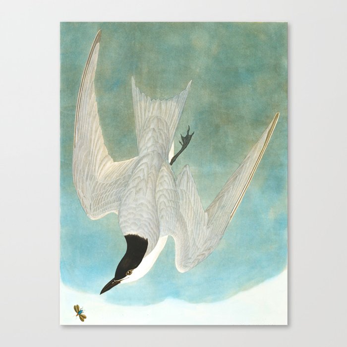 Marsh Tern Canvas Print