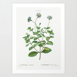 Blue marguerite (Cineraria amelloides) from Traite des Arbres et Arbustes que lon cultive en France Art Print | Beautiful, Decoration, Botanical, Engraved, Blossom, Element, Amelloides, Botany, Antique, Blue 