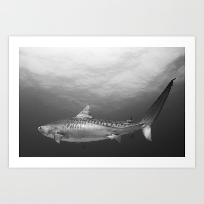 Tiger Shark, Black & White Art Print