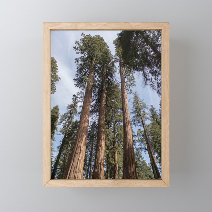 Towering Sequoias - Sequoia Park, California Framed Mini Art Print