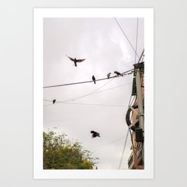 Urban Crows | Chennai India Art Print