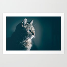 Cat Art Print | Photo, Nature, Muzzle, Blue, Eyes, Ears, Animal, Grey, Looking, Cat 
