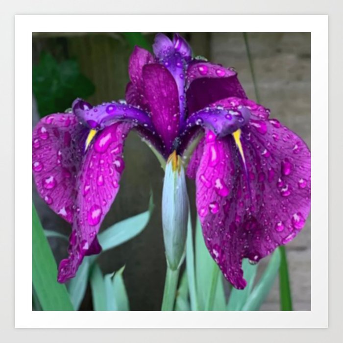 Sacred Trilogy: Water Irises Art Print