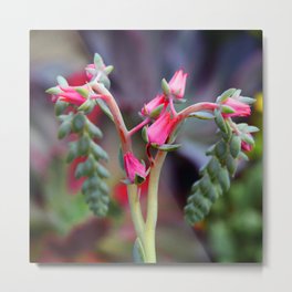 Fine Art Exotic Succulent Flower In Pink-Magenta Red Metal Print