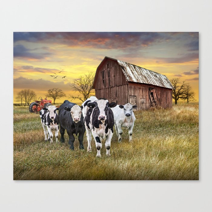 Cattle in the Midwest with Barn and Tractor at Sunset Canvas Print