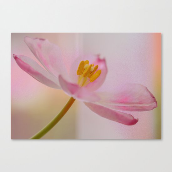 Dreamy Pink Canvas Print