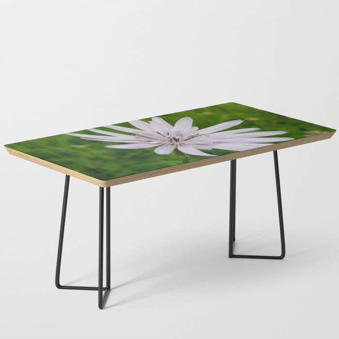 Summer chicory Coffee Table