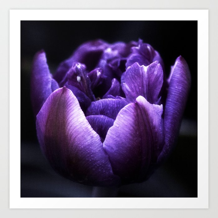 Purple Peony Tulip Art Print