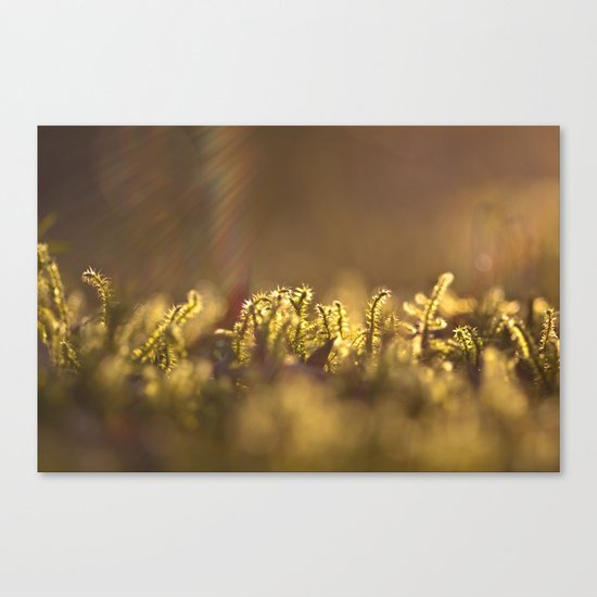 Morning Rays Canvas Print