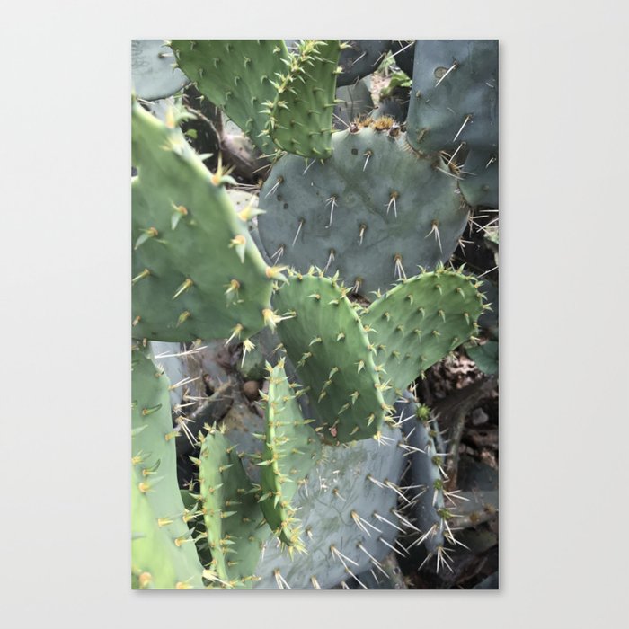 Cacti  Canvas Print