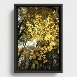 Golden Leaf Canopy Framed Canvas