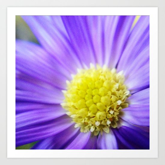 Purple Petals Art Print