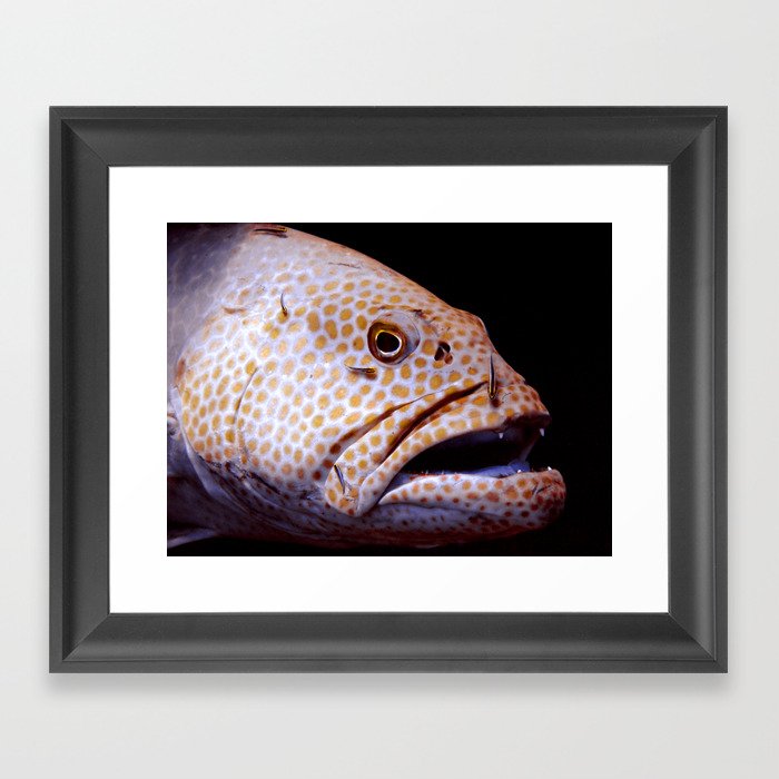 Coral Grouper Being Cleaned Framed Art Print