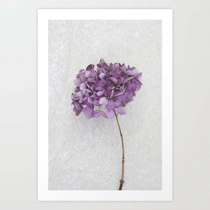 Purple Hydrangea Art Print