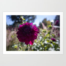 "Purple Dahlia Delight" Flower Photo Art Art Print