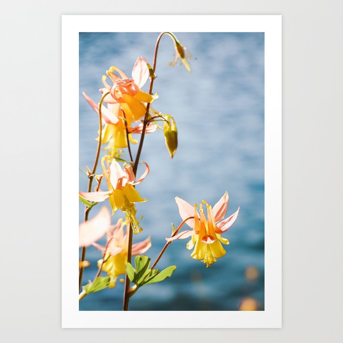 Wildflowers in Idaho - Nature Photography Art Print