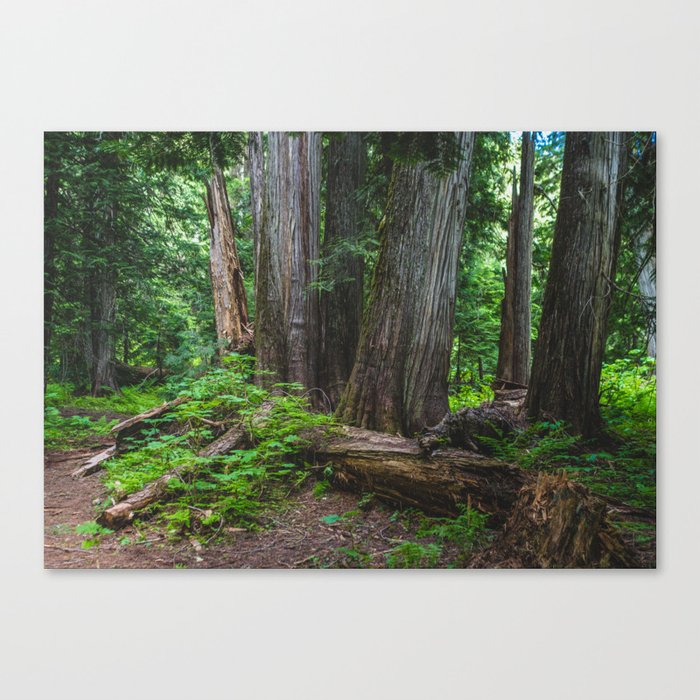 A Cedar Forest Dream Canvas Print