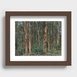 Eucalyptus Trees Near Berkeley California Recessed Framed Print