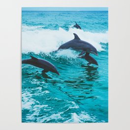 Dolphin Poster