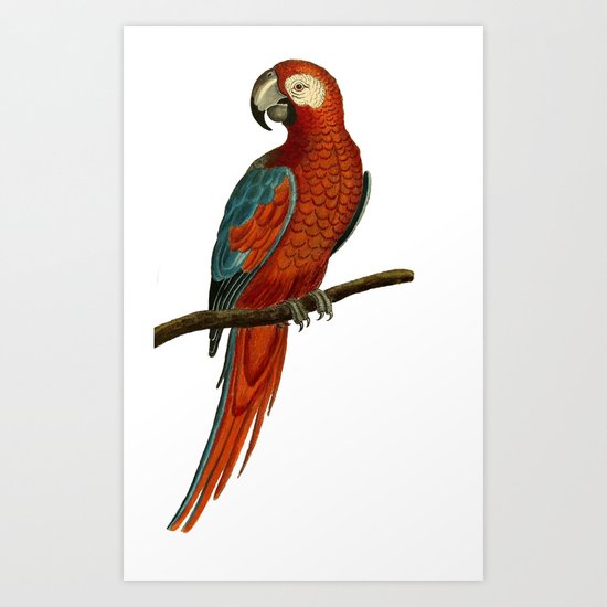 Parrot perroquet Art Print
