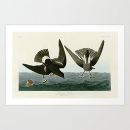 Stormy Petrel - John James Audubon Birds of America Art Print