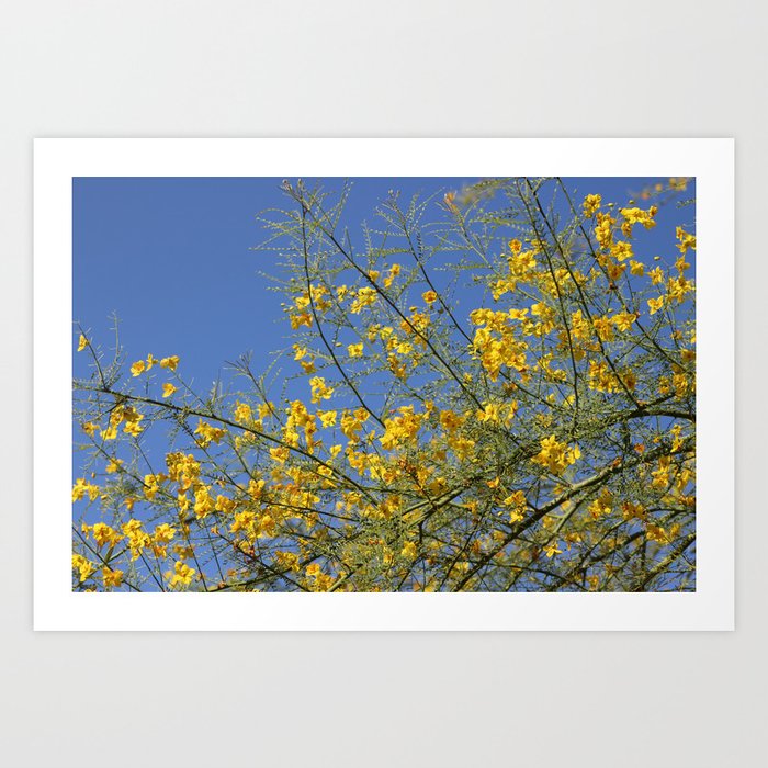 Palo Brea Tree In Bloom Against Desert Sky Art Print By Photography Digital By Colleen Corneli Society6